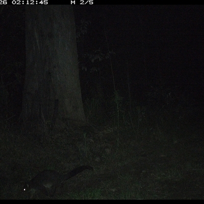 Trichosurus caninus (Mountain Brushtail Possum) at Gibberagee, NSW - 26 Oct 2024 by Bungybird