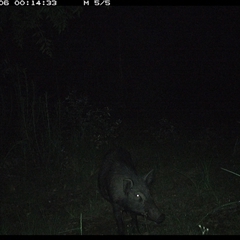 Sus scrofa (Wild Boar, Feral Pig) at Gibberagee, NSW - 6 Dec 2024 by Bungybird