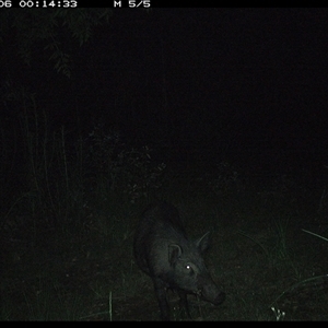 Sus scrofa (Wild Boar, Feral Pig) at Gibberagee, NSW - 6 Dec 2024 by Bungybird