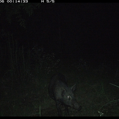 Sus scrofa (Wild Boar, Feral Pig) at Gibberagee, NSW - 6 Dec 2024 by Bungybird