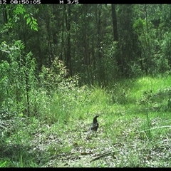 Strepera graculina (Pied Currawong) at Gibberagee, NSW - 12 Dec 2024 by Bungybird