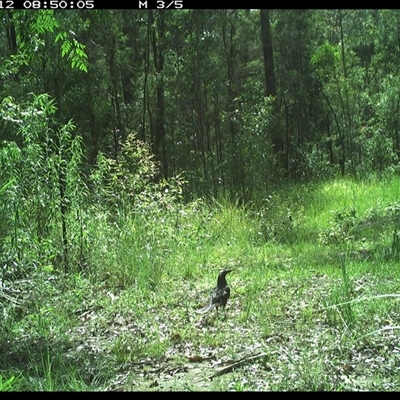 Strepera graculina (Pied Currawong) at Gibberagee, NSW - 12 Dec 2024 by Bungybird