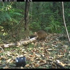 Thylogale thetis (Red-necked Pademelon) at Jacky Bulbin Flat, NSW - 26 Oct 2024 by JoelStibbardBCT