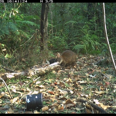Thylogale thetis (Red-necked Pademelon) at Jacky Bulbin Flat, NSW - 26 Oct 2024 by JoelStibbardBCT