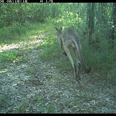 Macropus giganteus (Eastern Grey Kangaroo) at Gibberagee, NSW - 6 Jan 2025 by Bungybird