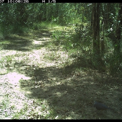 Leucosarcia melanoleuca (Wonga Pigeon) at Gibberagee, NSW - 7 Jan 2025 by Bungybird