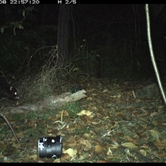 Trichosurus caninus (Mountain Brushtail Possum) at Jacky Bulbin Flat, NSW - 8 Nov 2024 by JoelStibbardBCT