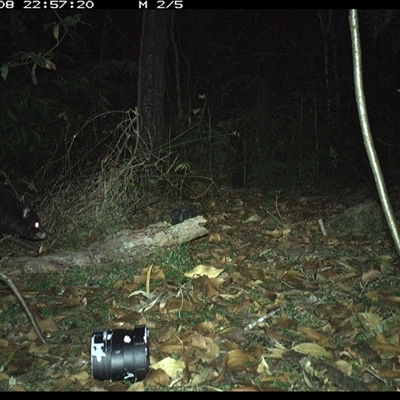 Trichosurus caninus (Mountain Brushtail Possum) at Jacky Bulbin Flat, NSW - 8 Nov 2024 by JoelStibbardBCT