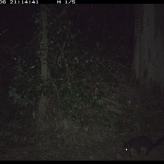 Trichosurus caninus (Mountain Brushtail Possum) at Gibberagee, NSW - 6 Oct 2024 by Bungybird