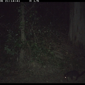 Trichosurus caninus (Mountain Brushtail Possum) at Gibberagee, NSW - 6 Oct 2024 by Bungybird