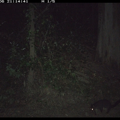 Trichosurus caninus (Mountain Brushtail Possum) at Gibberagee, NSW - 6 Oct 2024 by Bungybird