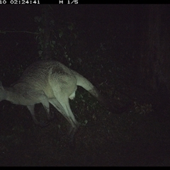 Macropus giganteus (Eastern Grey Kangaroo) at Gibberagee, NSW - 10 Oct 2024 by Bungybird