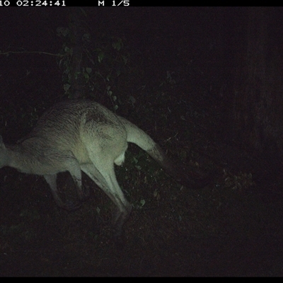 Macropus giganteus (Eastern Grey Kangaroo) at Gibberagee, NSW - 10 Oct 2024 by Bungybird