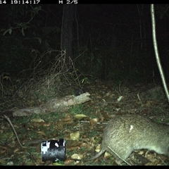 Isoodon macrourus (Northern Brown Bandicoot) at Jacky Bulbin Flat, NSW - 14 Nov 2024 by JoelStibbardBCT