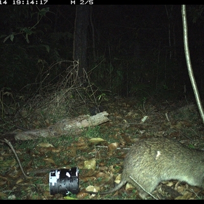 Isoodon macrourus (Northern Brown Bandicoot) at Jacky Bulbin Flat, NSW - 14 Nov 2024 by JoelStibbardBCT