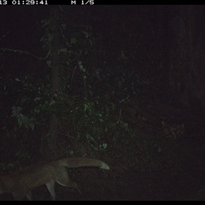 Vulpes vulpes (Red Fox) at Gibberagee, NSW - 13 Oct 2024 by Bungybird