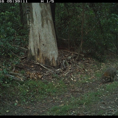 Thylogale thetis (Red-necked Pademelon) at Gibberagee, NSW - 16 Oct 2024 by Bungybird