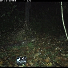 Antechinus flavipes (Yellow-footed Antechinus) at Jacky Bulbin Flat, NSW - 19 Nov 2024 by JoelStibbardBCT