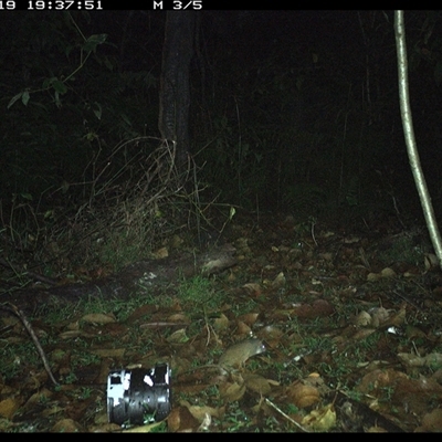 Antechinus flavipes (Yellow-footed Antechinus) at Jacky Bulbin Flat, NSW - 19 Nov 2024 by JoelStibbardBCT