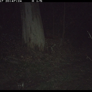 Perameles nasuta (Long-nosed Bandicoot) at Gibberagee, NSW - 17 Oct 2024 by Bungybird