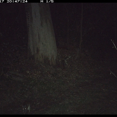 Perameles nasuta (Long-nosed Bandicoot) at Gibberagee, NSW - 17 Oct 2024 by Bungybird