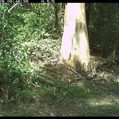Geopelia humeralis (Bar-shouldered Dove) at Gibberagee, NSW - 28 Oct 2024 by Bungybird