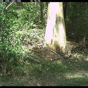Geopelia humeralis (Bar-shouldered Dove) at Gibberagee, NSW - 28 Oct 2024 by Bungybird
