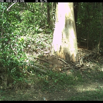 Geopelia humeralis (Bar-shouldered Dove) at Gibberagee, NSW - 28 Oct 2024 by Bungybird