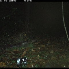Rattus fuscipes (Bush Rat) at Jacky Bulbin Flat, NSW - 1 Dec 2024 by JoelStibbardBCT