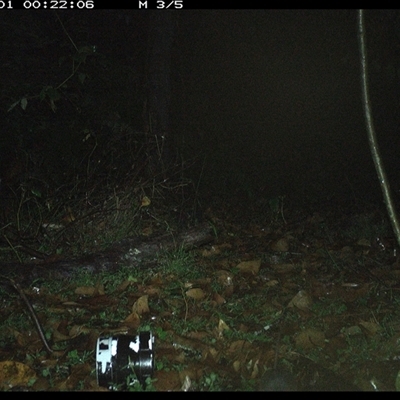 Rattus fuscipes (Bush Rat) at Jacky Bulbin Flat, NSW - 1 Dec 2024 by JoelStibbardBCT