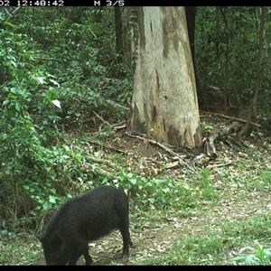 Sus scrofa (Wild Boar, Feral Pig) at Gibberagee, NSW - 2 Nov 2024 by Bungybird