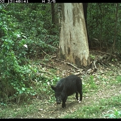Sus scrofa at Gibberagee, NSW - 2 Nov 2024 12:48 PM