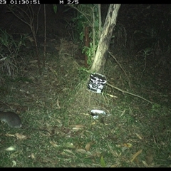Rattus (genus) (A native or introduced Rattus species) at Jacky Bulbin Flat, NSW - 23 Dec 2024 by JoelStibbardBCT
