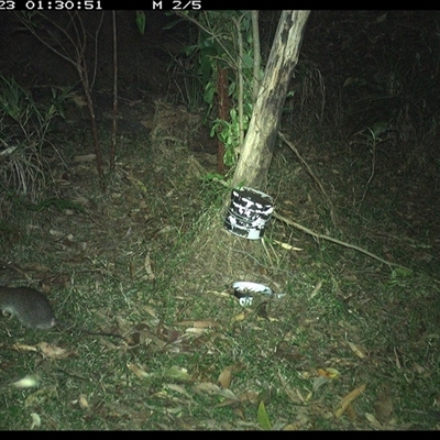 Rattus (genus) (A native or introduced Rattus species) at Jacky Bulbin Flat, NSW - 23 Dec 2024 by JoelStibbardBCT