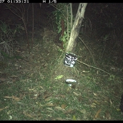 Tachyglossus aculeatus (Short-beaked Echidna) at Jacky Bulbin Flat, NSW - 27 Dec 2024 by JoelStibbardBCT