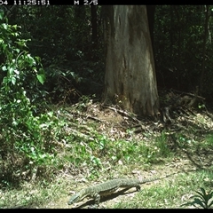 Varanus varius (Lace Monitor) at Gibberagee, NSW - 4 Nov 2024 by Bungybird