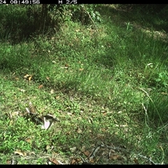 Dacelo novaeguineae (Laughing Kookaburra) at Gibberagee, NSW - 24 Nov 2024 by Bungybird