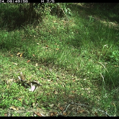 Dacelo novaeguineae (Laughing Kookaburra) at Gibberagee, NSW - 24 Nov 2024 by Bungybird
