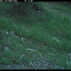 Pogona barbata (Eastern Bearded Dragon) at Gibberagee, NSW - 24 Nov 2024 by Bungybird