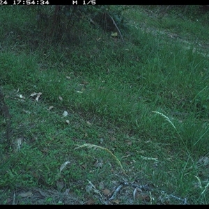 Pogona barbata (Eastern Bearded Dragon) at Gibberagee, NSW - 24 Nov 2024 by Bungybird