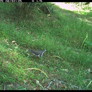 Leucosarcia melanoleuca (Wonga Pigeon) at Gibberagee, NSW - 25 Nov 2024 by Bungybird