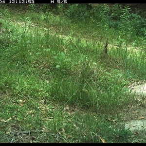 Intellagama lesueurii (Australian Water Dragon) at Gibberagee, NSW - 4 Dec 2024 by Bungybird