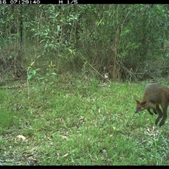 Wallabia bicolor (Swamp Wallaby) at Gibberagee, NSW - 16 Dec 2024 by Bungybird
