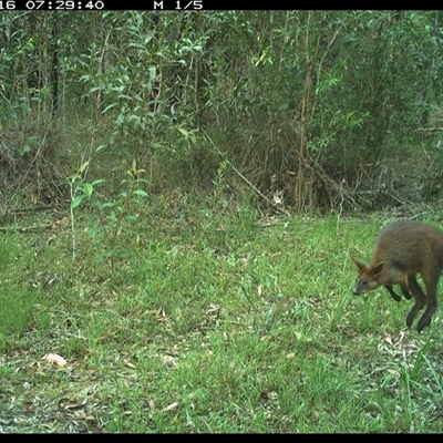 Wallabia bicolor (Swamp Wallaby) at Gibberagee, NSW - 16 Dec 2024 by Bungybird