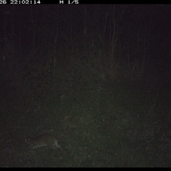Isoodon macrourus (Northern Brown Bandicoot) at Gibberagee, NSW - 26 Dec 2024 by Bungybird