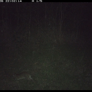 Isoodon macrourus (Northern Brown Bandicoot) at Gibberagee, NSW - 26 Dec 2024 by Bungybird