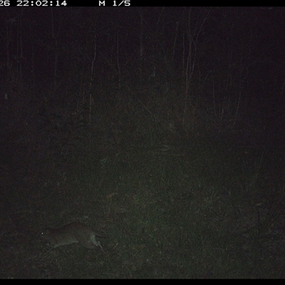 Isoodon macrourus (Northern Brown Bandicoot) at Gibberagee, NSW - 26 Dec 2024 by Bungybird