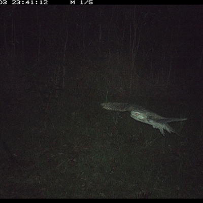Podargus strigoides (Tawny Frogmouth) at Gibberagee, NSW - 3 Jan 2025 by Bungybird