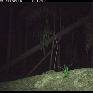 Antechinus sp. (genus) (Unidentified Antechinus) at Bagotville, NSW - 23 Dec 2024 by Bagotville