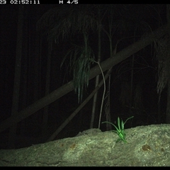Antechinus sp. (genus) at Bagotville, NSW - 23 Dec 2024 02:52 AM